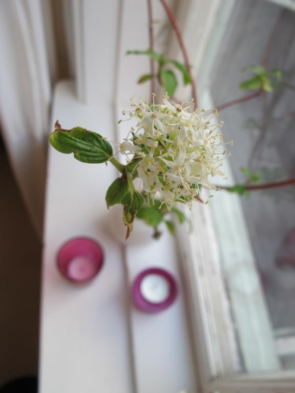 Noesundsgarden Hotell & Vandrarhem المظهر الخارجي الصورة